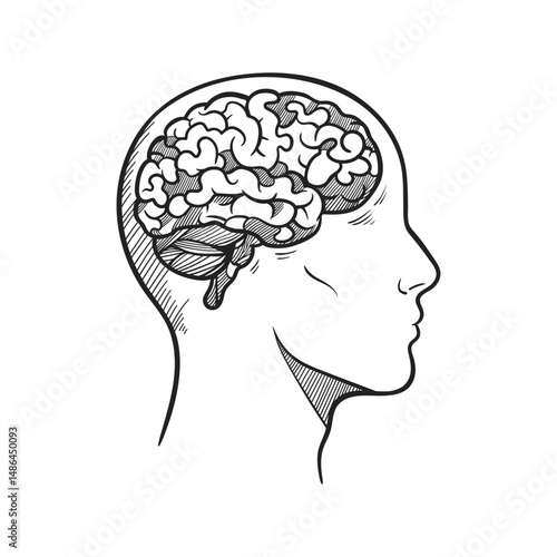 Line drawing of a brain inside a head profile