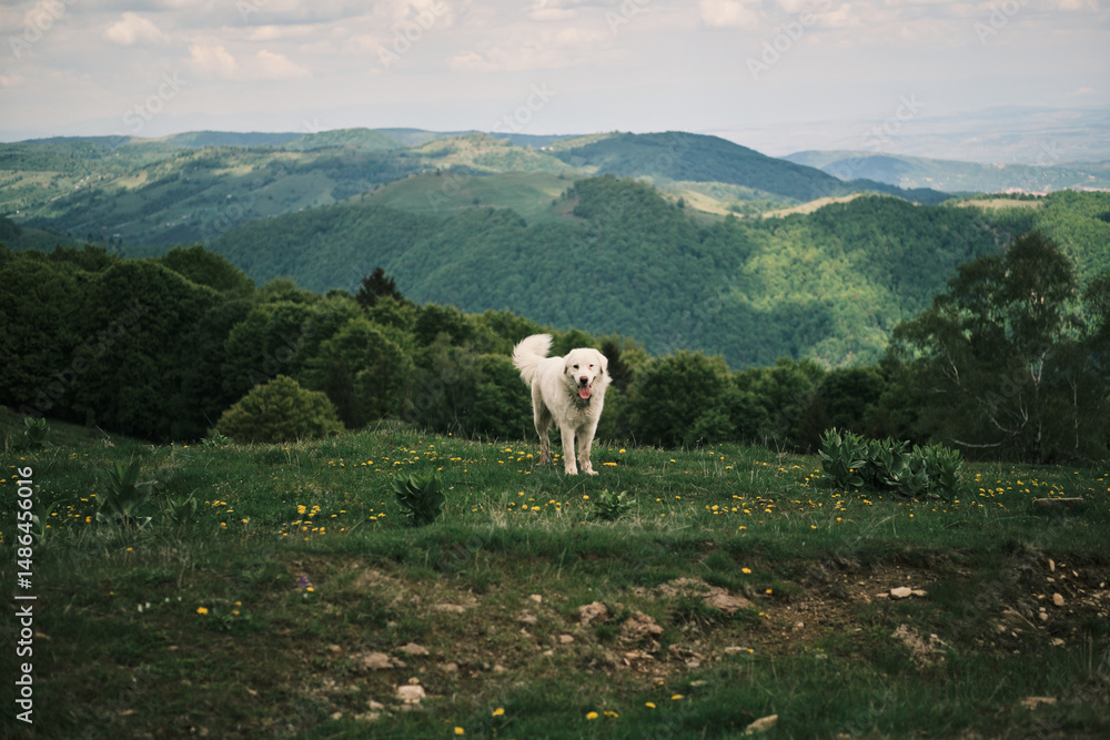 Naklejka premium Happy white dog standing in a lush green mountain meadow. Breathtaking landscape background. Perfect for travel, nature, and pet-related projects.