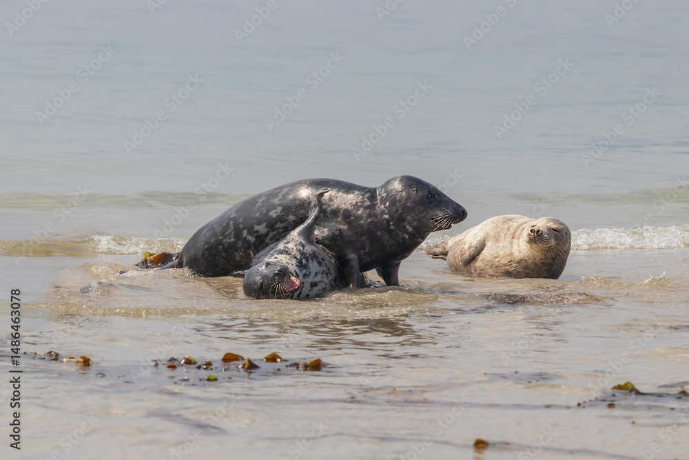 Fototapeta premium Phoca vitulina - Harbor Seal - on the beach and in the sea on the island of Dune in Germany. Wild foto