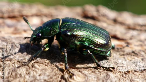 Wallpaper Mural Insect moving slowly across a natural surface in macro view
 Torontodigital.ca