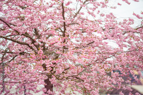 Wallpaper Mural Blooming cherry blossom tree in Tallinn, Estonia on a cloudy spring day. Vibrant pink sakura flowers in full spring bloom create a dreamy and romantic atmosphere Torontodigital.ca