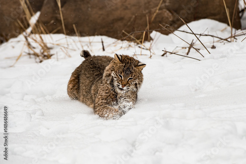 Bobcat (Lynx rufus) Pounces on Something in Snow Winter