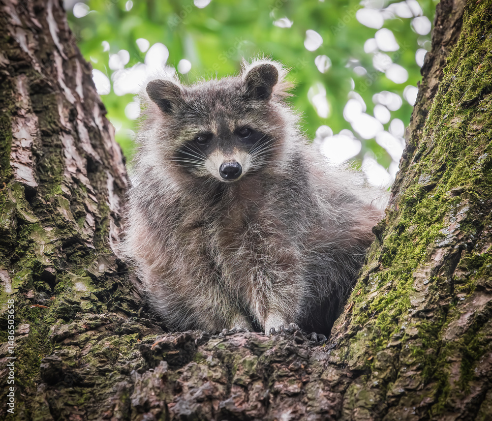 Naklejka premium cute raccoon in the tree