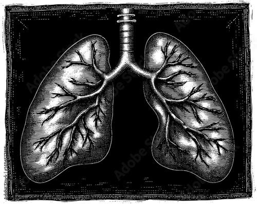 Anatomical Lungs Vintage Woodcut in Black and White illustration