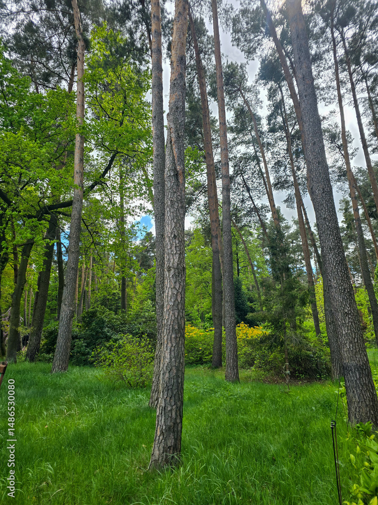 Fototapeta premium Woodland Tapestry Trees and Shrubs in Natural Forest Landscape