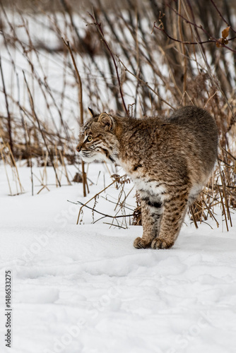 Bobcat (Lynx rufus) Stands Near Weeds Looking to Left Winter