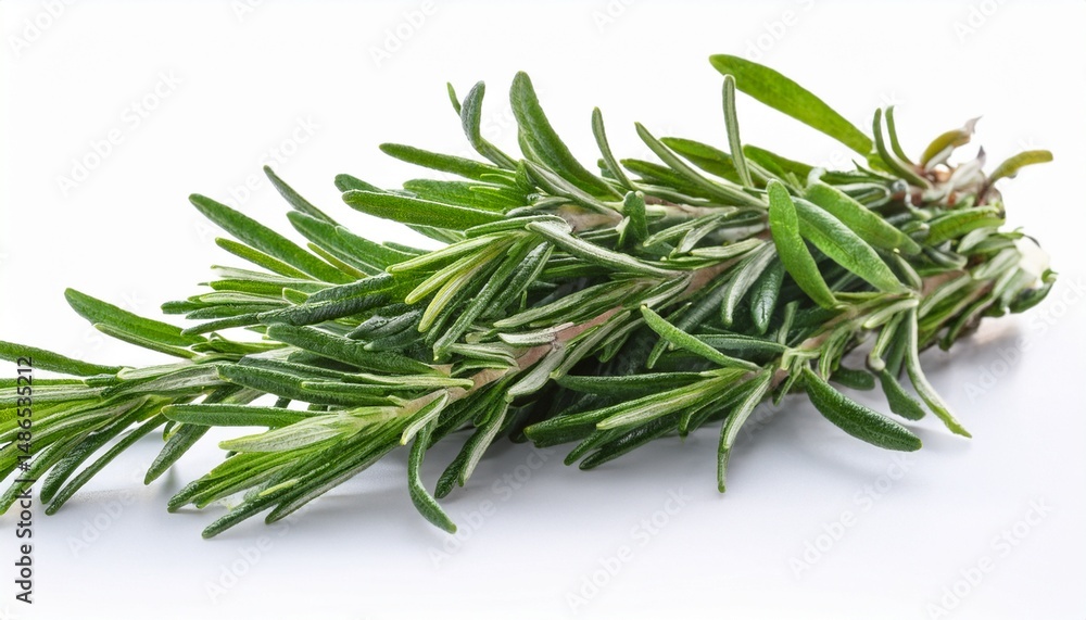 fresh rosemary isolated on a transparent background fresh rosemary isolated on a transparent background