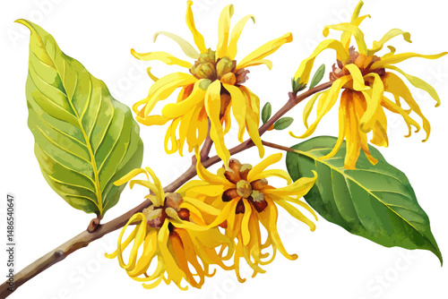 A watercolor depiction of Witch Hazel (Hamamelis virginiana), with wavy-edged leaves and yellow strap-like flowers, isolated on a white background.