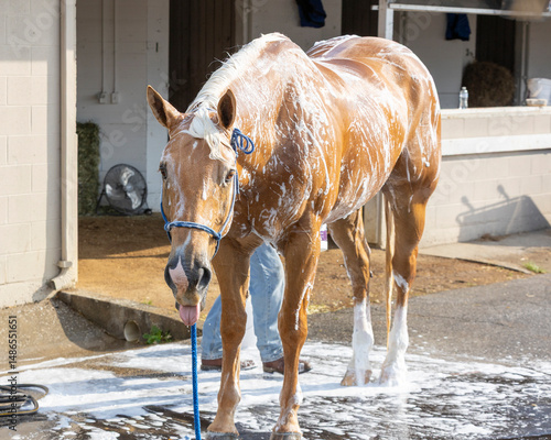 Slika na platnu A palomino race track pony getting a bath in front of a barn with his tongue out
