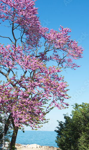 Wallpaper Mural Cercis redbud tree on Saint Constantine and Helena resort Bulgaria Torontodigital.ca