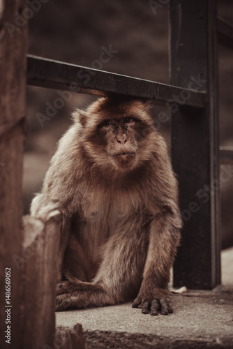 Picture of a Barbary macaque under a bridge in algeria