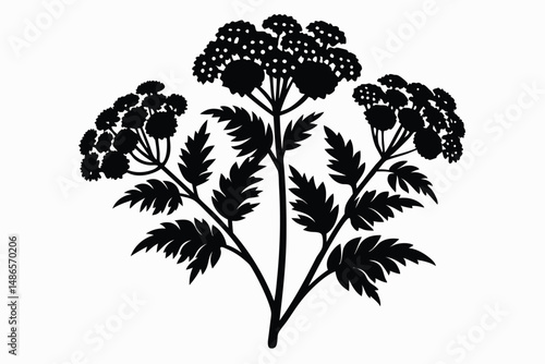 Silhouette depicts a plant with three flower heads and fernlike leaves