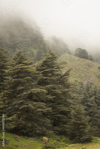 Foggy forest landscape in winter