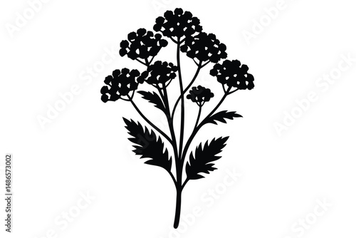 A silhouette of yarrow plant shows intricately detailed flower and leaf shapes against white