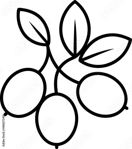 Barberries outline on transparent background 