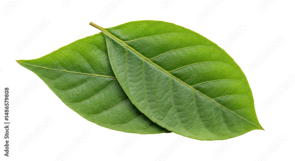 Obraz premium Isolated Pair of Green Leaves Natural Element