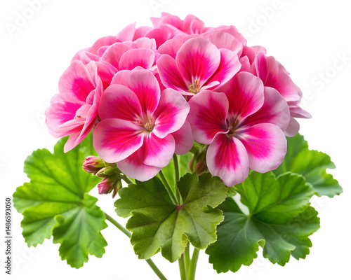 Beautiful blooming geranium with pink blossoms isolated on the white background