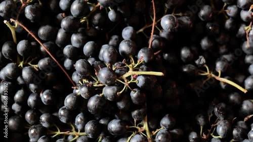 Footage of grapes in Gaillac, France