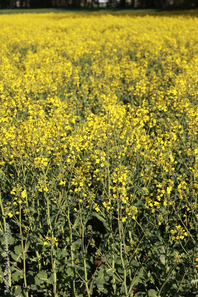 Obraz premium Field of yellow flowers with a bright sun shining on them
