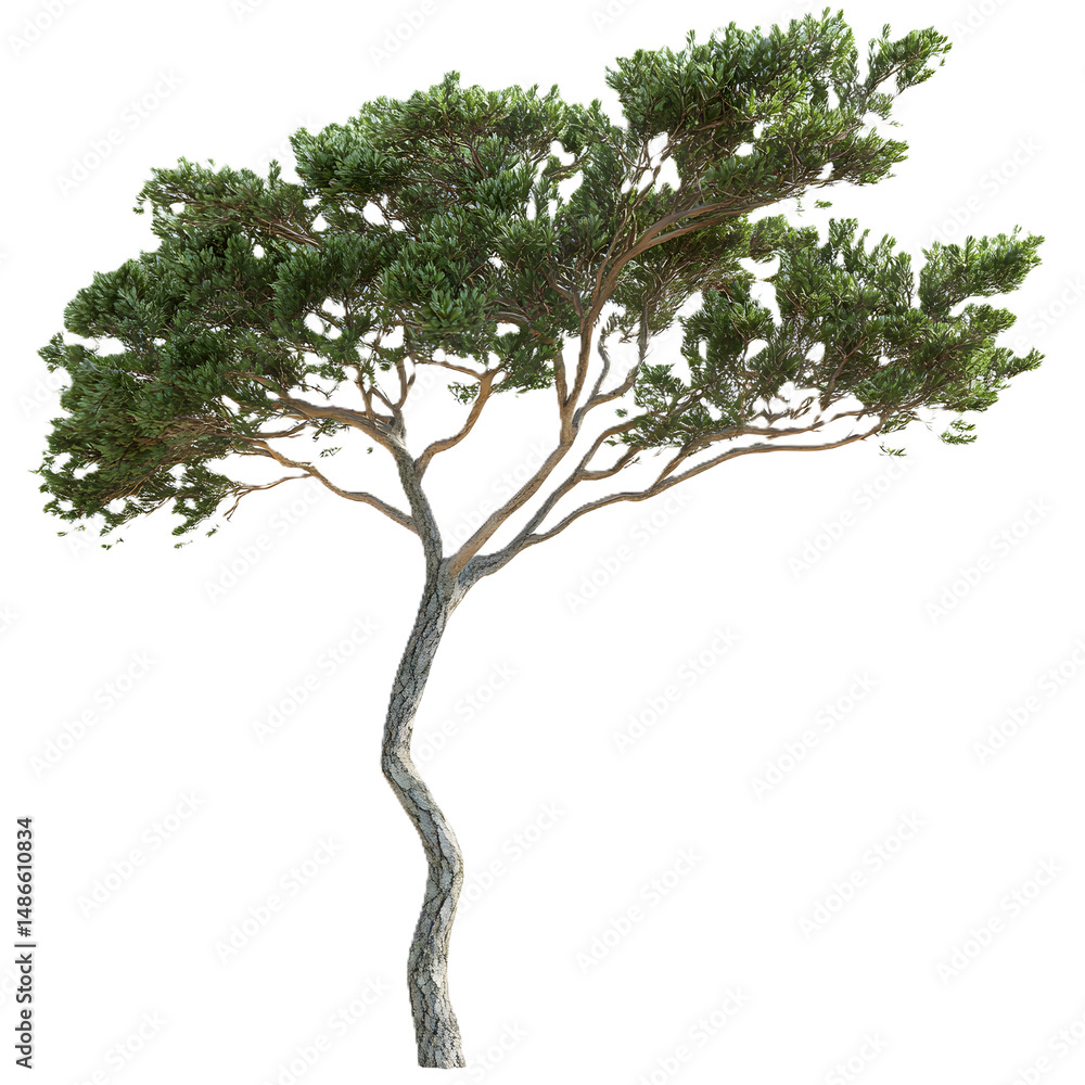 Fototapeta premium Tree isolated on white or transparent background, real tree green leaf isolate die cut