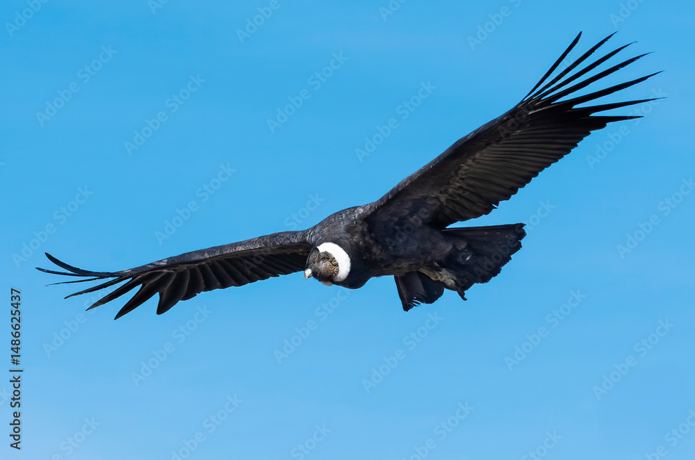 Obraz premium cóndor andino