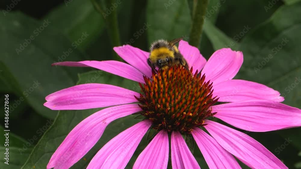 Close up of bumblebee on an echinacea flower, collecting nectar on a sunny summer. day. Close up of bumblebee on an echinacea flower, collecting nectar on a sunny summer. day.