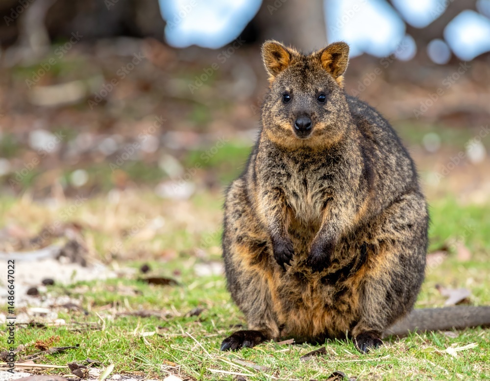 Obraz premium The Happy Quokka: A charming quokka with its iconic, friendly smile gazes directly at the camera, radiating positivity and joy, showcasing the essence of happiness in the animal kingdom.