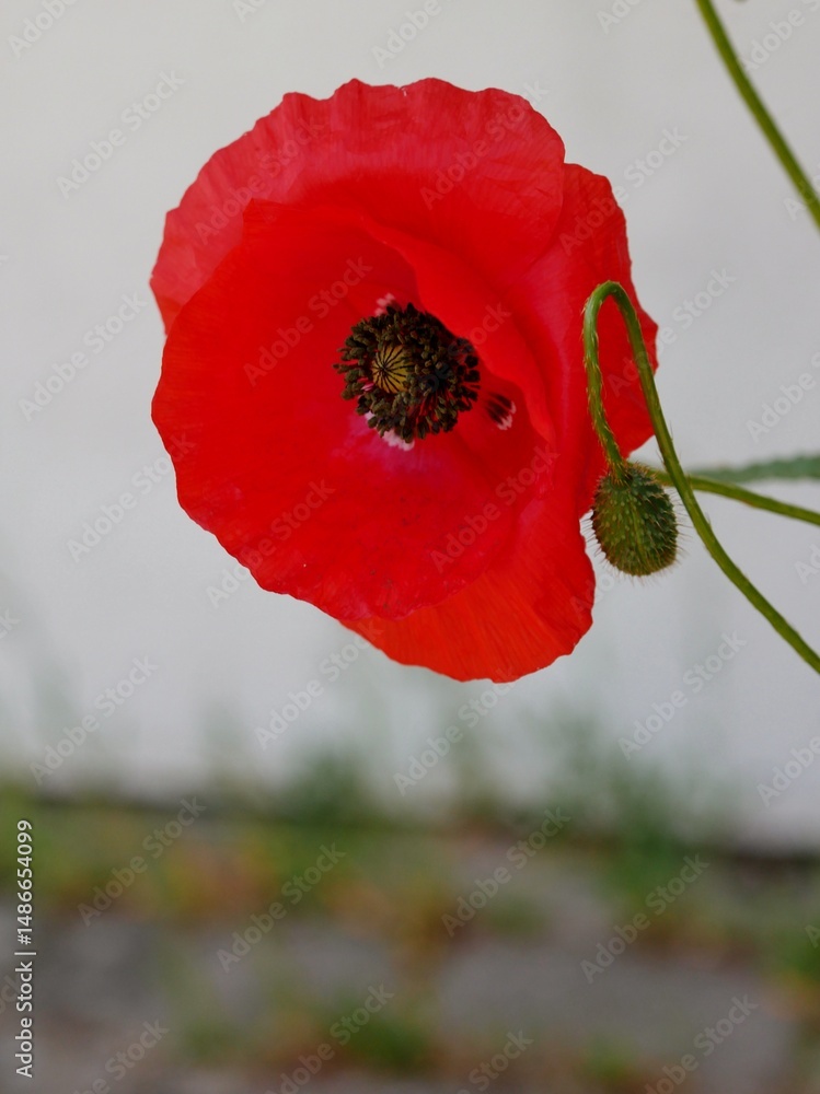 Obraz premium Mohnblume Blüte und Knospe