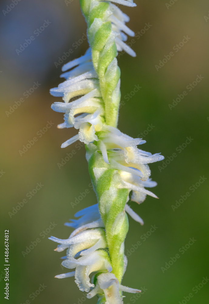 Fototapeta premium Slender Ladies' Tresses (Spiranthes lacera), a native North American orchid, blooming in May, Galveston, Texas, USA.