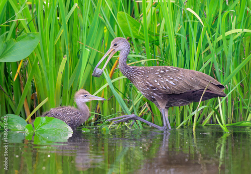 Φωτογραφία Limpkin (Aramus guarauna) bringing a snail to feed its chick, Houston area, Harris county, Texas, USA
