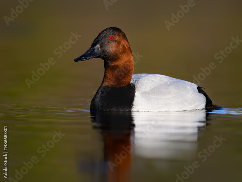Canvasback Duck Swimming in Calm Lake Waters