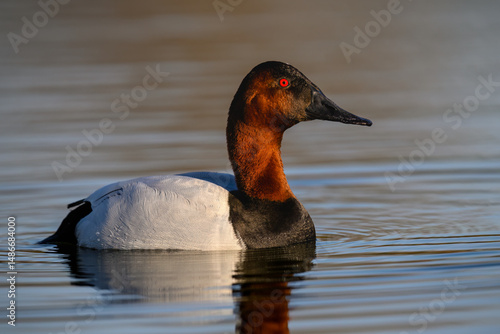Close-up profile of a male Canvasback showing its chestnut head and bright red eye against smooth brown water
