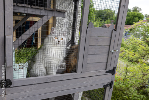 A cute young silver ragdoll crossbreed cat enjoying outdoor time in an enclosure