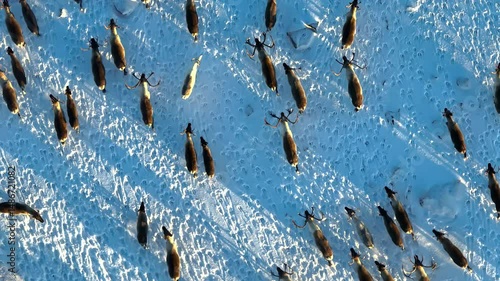 A high-resolution aerial drone video showing a dense herd of reindeer roaming the snowy terrain of Rybachy Peninsula in the Arctic region.