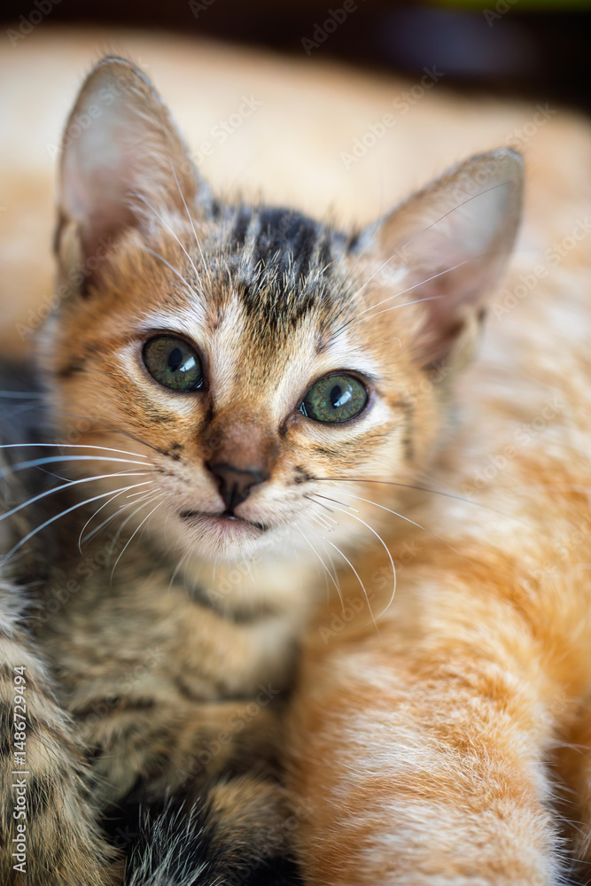 Fototapeta premium Close-up portrait of a calm tabby kitten lying on its ginger mother cat, vertical image