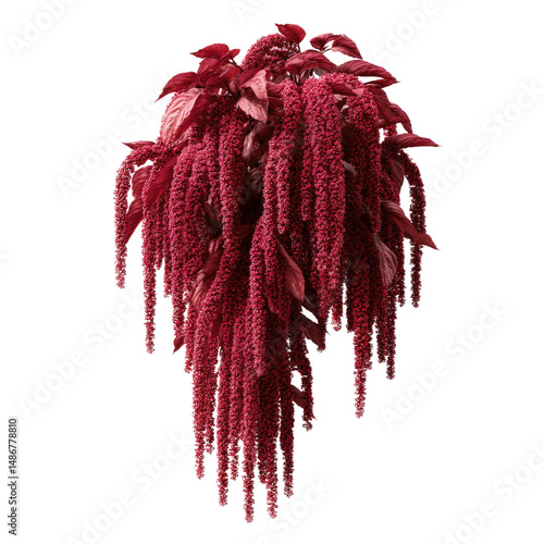 Vibrant Red Amaranth Flower Hanging Bouquet -