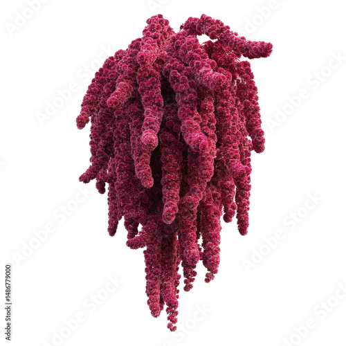 Vibrant Red Amaranth Flower Cluster, Detailed