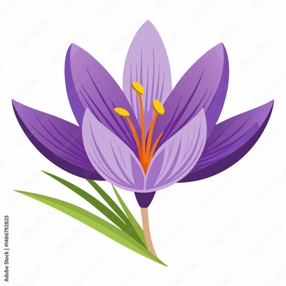 Naklejka premium Safran flower isolated Vector white background
