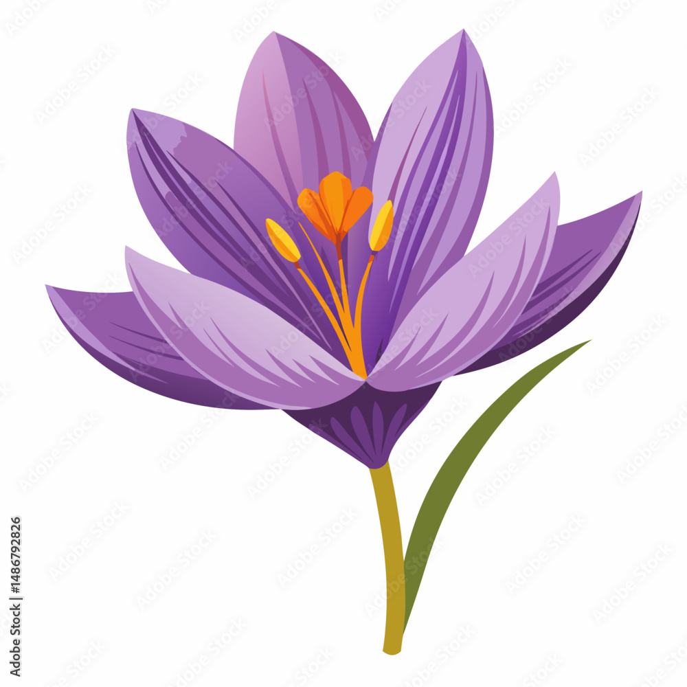 Fototapeta premium Safran flower isolated Vector white background