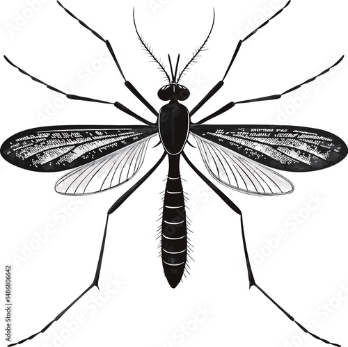 Detailed illustration of a black mosquito with intricate wing patterns.