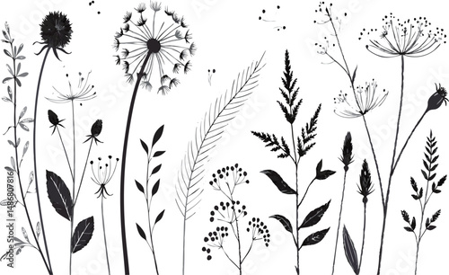 Elegant black and white floral illustration with various wildflowers and plants.