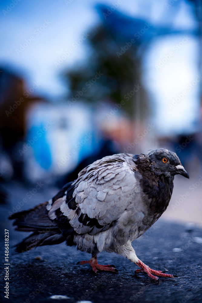 Obraz premium Close-up of a city pigeon walking on pavement, captured with sharp detail and a beautifully blurred urban background.