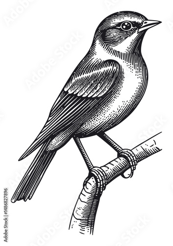 Detailed Vector Drawing of a Bird Perched on a Branch