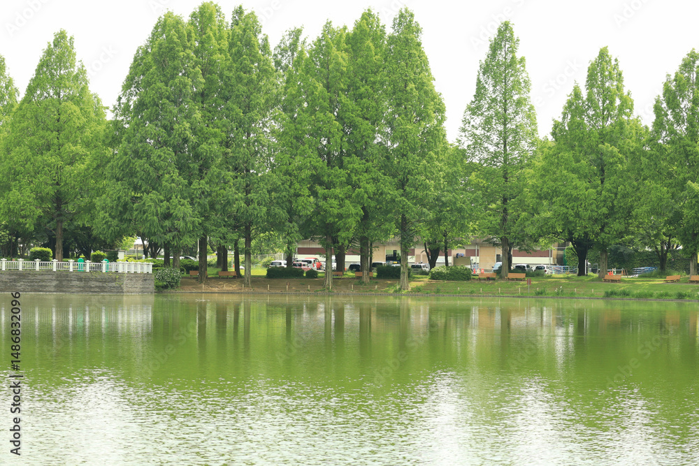Fototapeta premium 池のある公園