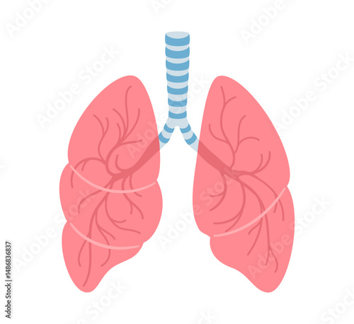 Human lungs cartoon stylized vector illustration. Anatomical lung pulmonary organ symbol on white background. Drawing human lung for medical infographic, educational, for children simple style design