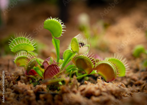 食虫植物ハエトリグサ｜自然の巧みな捕食者 Venus Flytrap｜Nature’s Ingenious Predator