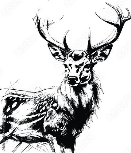 Illustration of a deer on a white background