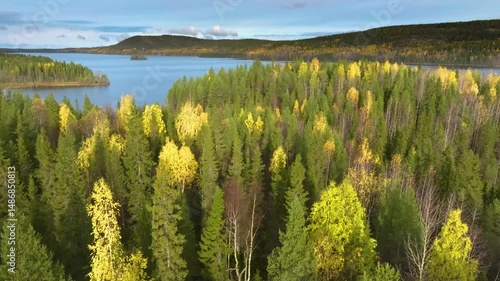 Autumn aerial of boreal forest featuring vibrant yellow birch and evergreen pine trees. Drone captures peaceful wilderness and taiga texture.