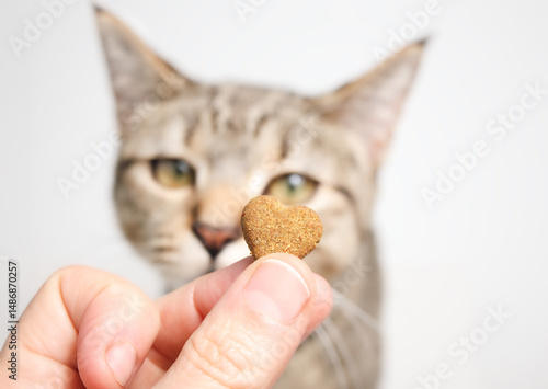 Hand holding heart-shaped treat in front of defocused cat. Owner giving kitty cat a treat, cookie or supplement. Concept for pet love and health. Selective focus on cookie.