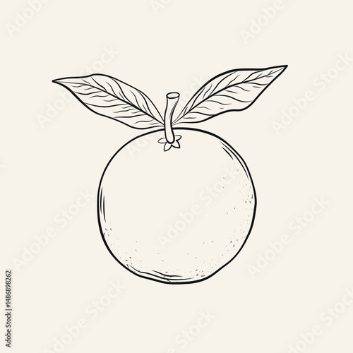 Vintage hand-drawn orange fruit. Monochrome ink vector illustration.